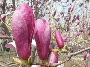 《邻居也疯狂》